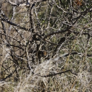 Malurus cyaneus at Molonglo Valley, ACT - 22 Apr 2023