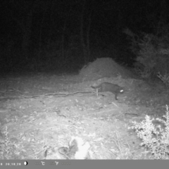 Felis catus (Feral Cat) at Wollondilly Local Government Area - 22 Apr 2023 by bufferzone