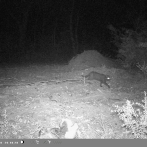 Felis catus at Oakdale, NSW - 22 Apr 2023