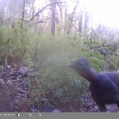 Menura novaehollandiae (Superb Lyrebird) at Oakdale, NSW - 22 Apr 2023 by bufferzone