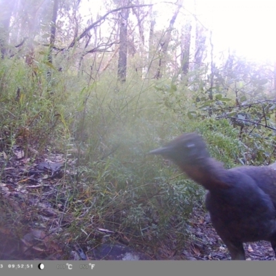 Menura novaehollandiae (Superb Lyrebird) at Wollondilly Local Government Area - 22 Apr 2023 by bufferzone