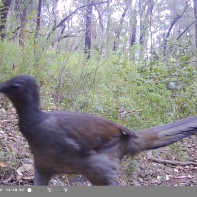 Menura novaehollandiae (Superb Lyrebird) at Wollondilly Local Government Area - 22 Apr 2023 by bufferzone