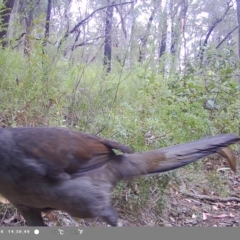 Menura novaehollandiae at Oakdale, NSW - suppressed