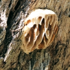 Hexagonia vesparia (Wasp Nest Polypore) at Wodonga, VIC - 22 Apr 2023 by KylieWaldon