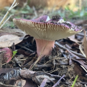 Russula 'purpureoflava group' at Higgins, ACT - 22 Apr 2023 01:20 PM