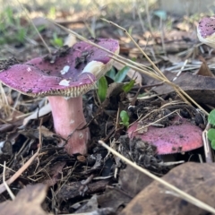 Russula 'purpureoflava group' at Higgins, ACT - 22 Apr 2023 01:20 PM