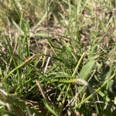 Asperula conferta (Common Woodruff) at Higgins, ACT - 22 Apr 2023 by MattM