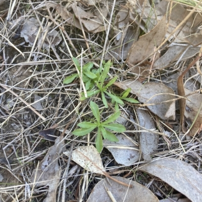 Wahlenbergia sp. (Bluebell) at Cantor Crescent Woodland, Higgins - 22 Apr 2023 by MattM