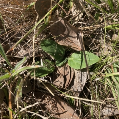 Cymbonotus sp. (preissianus or lawsonianus) (Bears Ears) at Higgins, ACT - 22 Apr 2023 by MattM