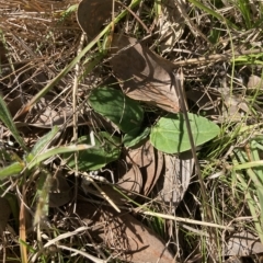 Cymbonotus sp. (preissianus or lawsonianus) (Bears Ears) at Higgins, ACT - 22 Apr 2023 by MattM