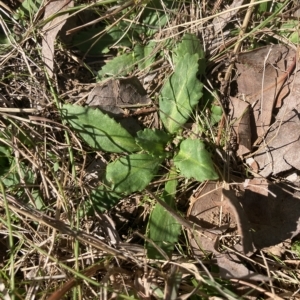 Solenogyne dominii at Higgins, ACT - 22 Apr 2023