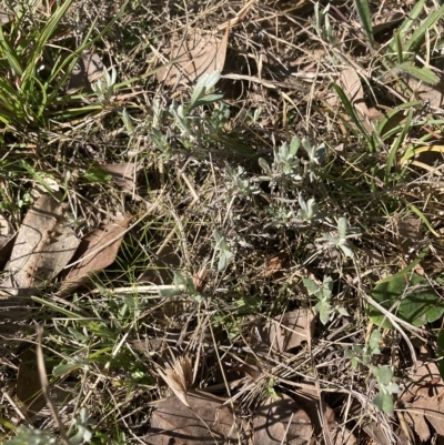 Chrysocephalum apiculatum (Common Everlasting) at Higgins, ACT - 22 Apr 2023 by MattM