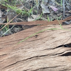 Microlaena stipoides (Weeping Grass) at Higgins, ACT - 22 Apr 2023 by MattM