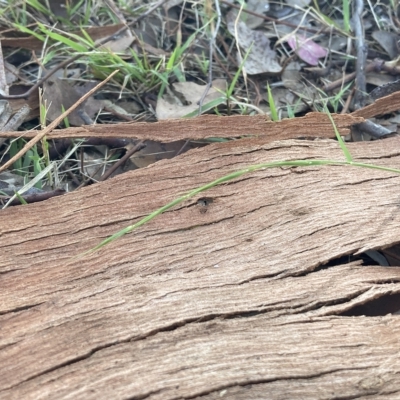 Microlaena stipoides (Weeping Grass) at Cantor Crescent Woodland, Higgins - 22 Apr 2023 by MattM