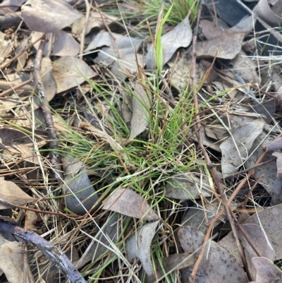 Schoenus apogon (Common Bog Sedge) at Higgins, ACT - 22 Apr 2023 by MattM