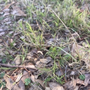 Eryngium ovinum at Higgins, ACT - 22 Apr 2023 01:48 PM