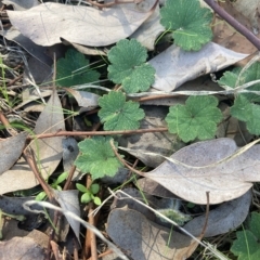 Hydrocotyle laxiflora (Stinking Pennywort) at Higgins, ACT - 22 Apr 2023 by MattM