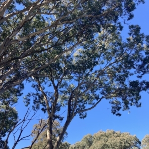 Eucalyptus polyanthemos at Higgins, ACT - 22 Apr 2023