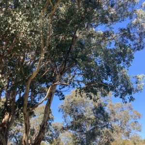 Eucalyptus polyanthemos at Higgins, ACT - 22 Apr 2023