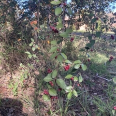 Cotoneaster pannosus (Cotoneaster) at Higgins, ACT - 22 Apr 2023 by MattM