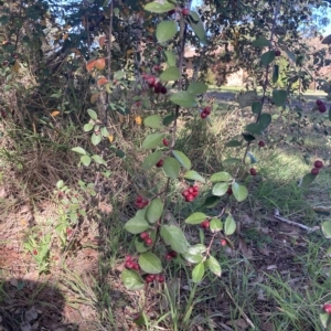 Cotoneaster pannosus at Higgins, ACT - 22 Apr 2023