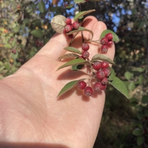 Cotoneaster pannosus at Higgins, ACT - 22 Apr 2023 02:04 PM