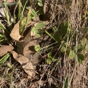 Glycine tabacina at Higgins, ACT - 22 Apr 2023