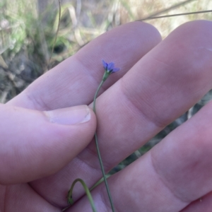 Wahlenbergia multicaulis at Higgins, ACT - 22 Apr 2023