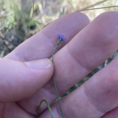 Wahlenbergia multicaulis (Tadgell's Bluebell) at Cantor Crescent Woodland - 22 Apr 2023 by MattM