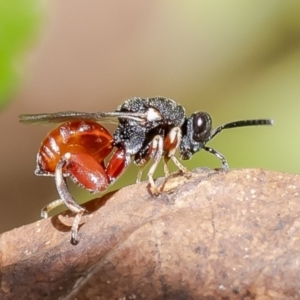 Chalcididae (family) at Macgregor, ACT - suppressed