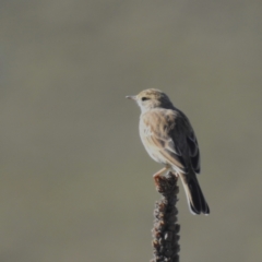 Anthus australis at Molonglo Valley, ACT - 22 Apr 2023