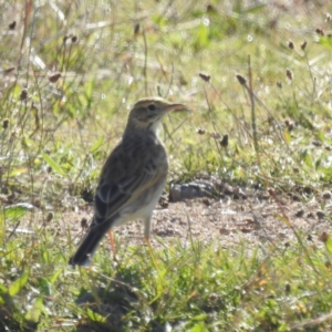 Anthus australis at Molonglo Valley, ACT - 22 Apr 2023