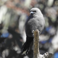 Artamus cyanopterus (Dusky Woodswallow) at Molonglo Valley, ACT - 22 Apr 2023 by HelenCross