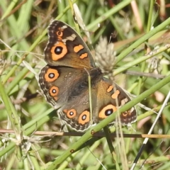Junonia villida (Meadow Argus) at Molonglo Valley, ACT - 22 Apr 2023 by HelenCross