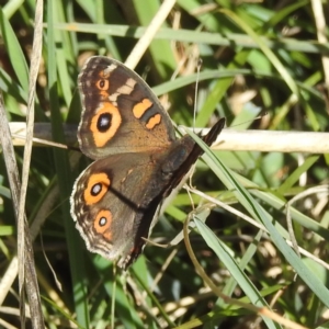 Junonia villida at Molonglo Valley, ACT - 22 Apr 2023