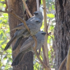 Struthidea cinerea (Apostlebird) at Bribbaree, NSW - 20 Apr 2023 by Christine