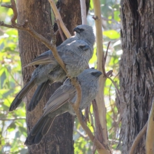 Struthidea cinerea at Bribbaree, NSW - 21 Apr 2023