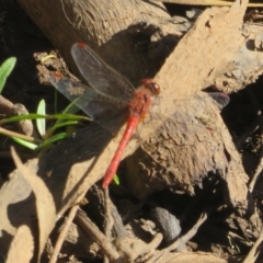 Diplacodes bipunctata (Wandering Percher) at Bribbaree, NSW - 21 Apr 2023 by Christine