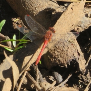 Unidentified Dragonfly (Anisoptera) at suppressed by Christine