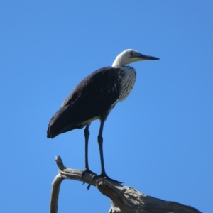 Ardea pacifica at Bribbaree, NSW - 21 Apr 2023 11:13 AM