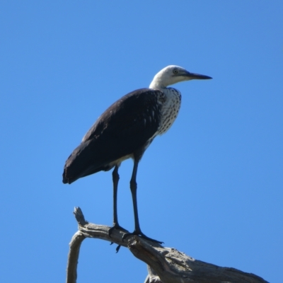 Ardea pacifica (White-necked Heron) at Bribbaree, NSW - 21 Apr 2023 by Christine