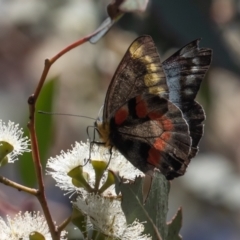 Delias harpalyce (Imperial Jezebel) at Block 402 - 22 Apr 2023 by rawshorty