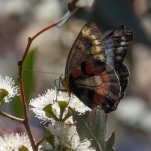 Delias harpalyce at Stromlo, ACT - 22 Apr 2023 10:26 AM