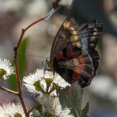 Delias harpalyce (Imperial Jezebel) at Stromlo, ACT - 22 Apr 2023 by rawshorty