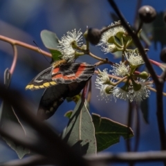 Delias harpalyce at Stromlo, ACT - 22 Apr 2023 10:26 AM