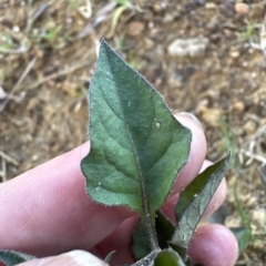 Solanum nigrum (Black Nightshade) at Aranda, ACT - 22 Apr 2023 by lbradley