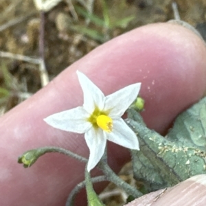 Solanum nigrum at Aranda, ACT - 22 Apr 2023