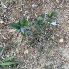 Solanum nigrum at Aranda, ACT - 22 Apr 2023