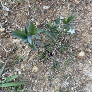 Solanum nigrum at Aranda, ACT - 22 Apr 2023