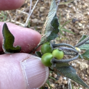 Solanum nigrum at Molonglo Valley, ACT - 22 Apr 2023